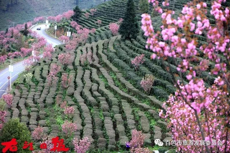 龙云古寺的生态茶园图片