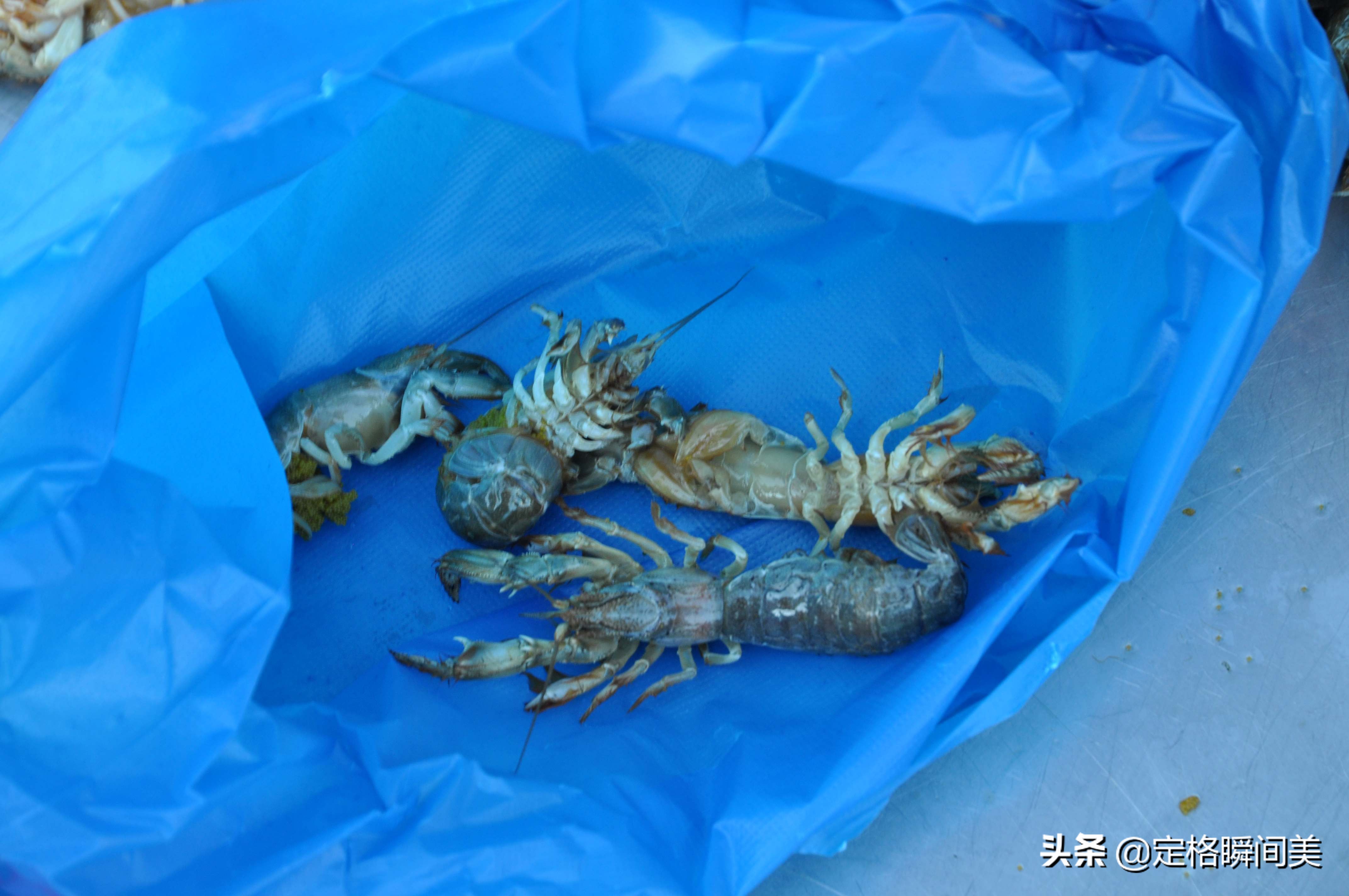 青岛早市新鲜土特产海蜂子50元2斤 小伙经营有道一斤赚双份钱