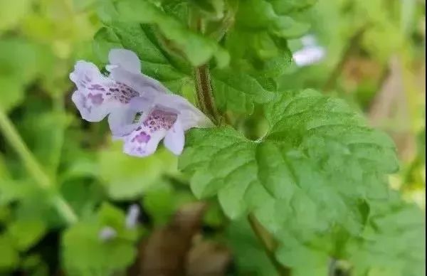 珠芽尖距紫堇刻葉紫堇