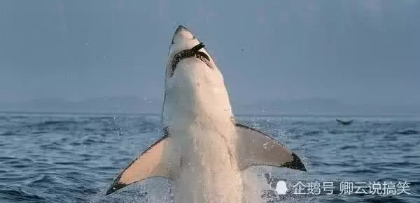 大白鲨有天敌吗,大白鲨的天敌是谁,它才是真正的海洋霸主