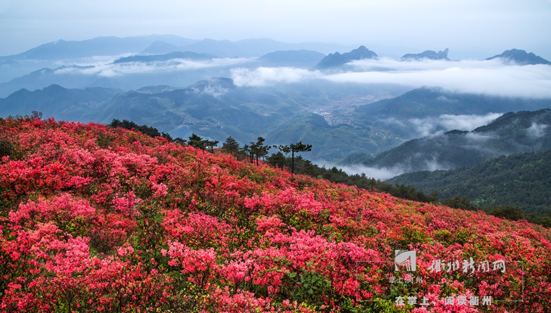 衢州六春湖映山红图片