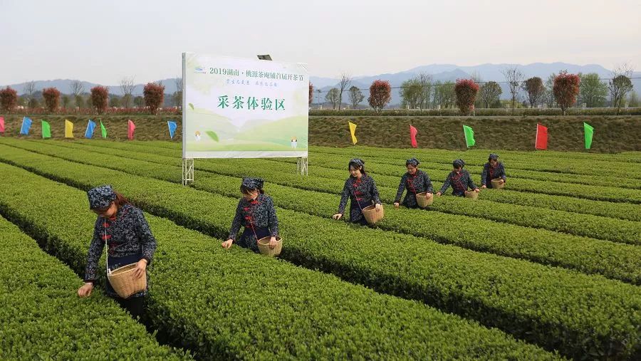 桃源这个茶旅小镇"开茶"迎宾啦!_茶庵铺镇