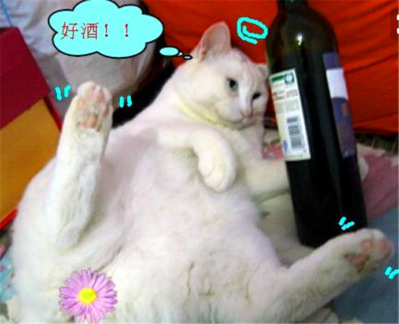 主人让猫咪陪酒,猫咪喝醉诗兴大发,直呼:好酒好酒!
