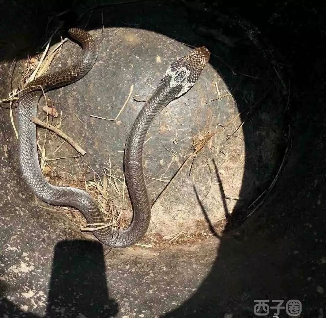 胆真是大!惠州这网友居然把眼镜蛇当宠物养了三年