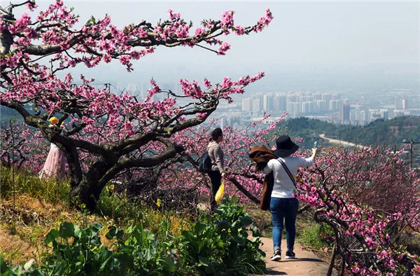 見證哥再送你一波龍泉驛醉美春景圖4月13日,桃花故里等你迎接世警會