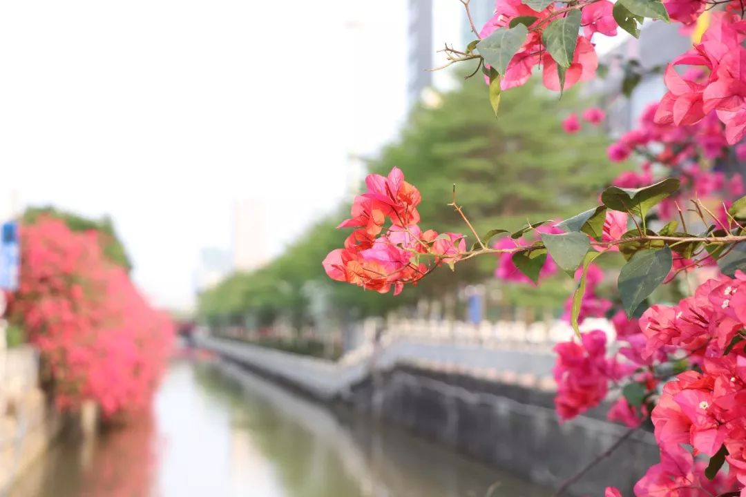 佛山惊现超浪漫粉红瀑布一路繁花似锦惊艳了整个春天