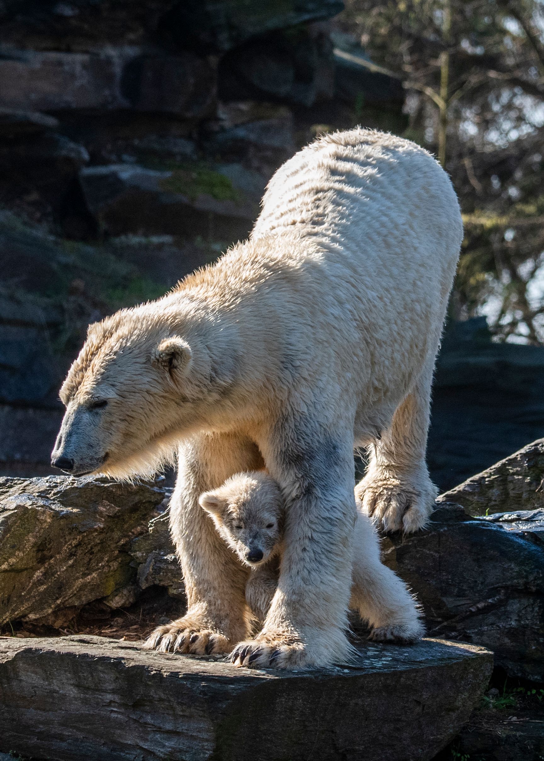 新華社/歐新這是4月2日在德國柏林動物園拍攝的小北極熊