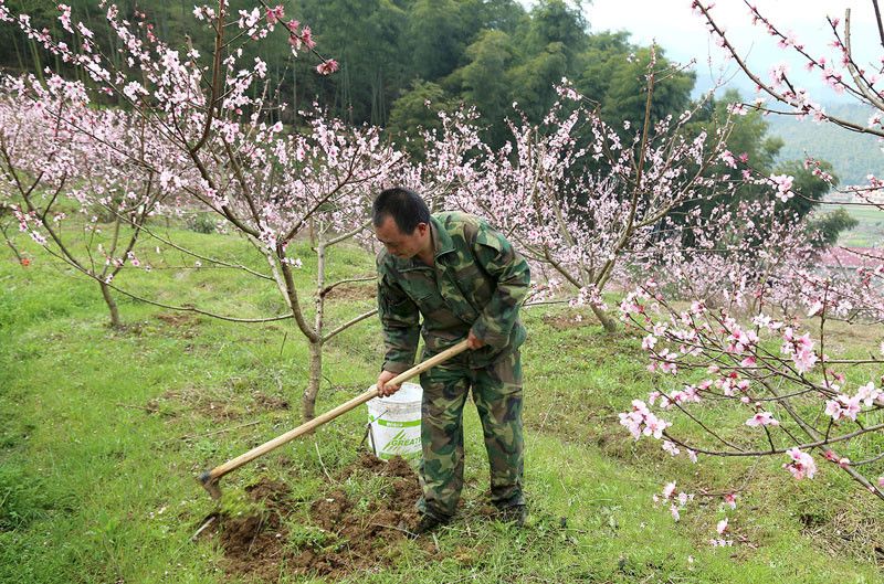 桃树冬季施肥开沟深度图片