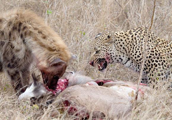 猎豹与鬣狗分食不料吃到一半猎豹怒了只因鬣狗吃的太恶心