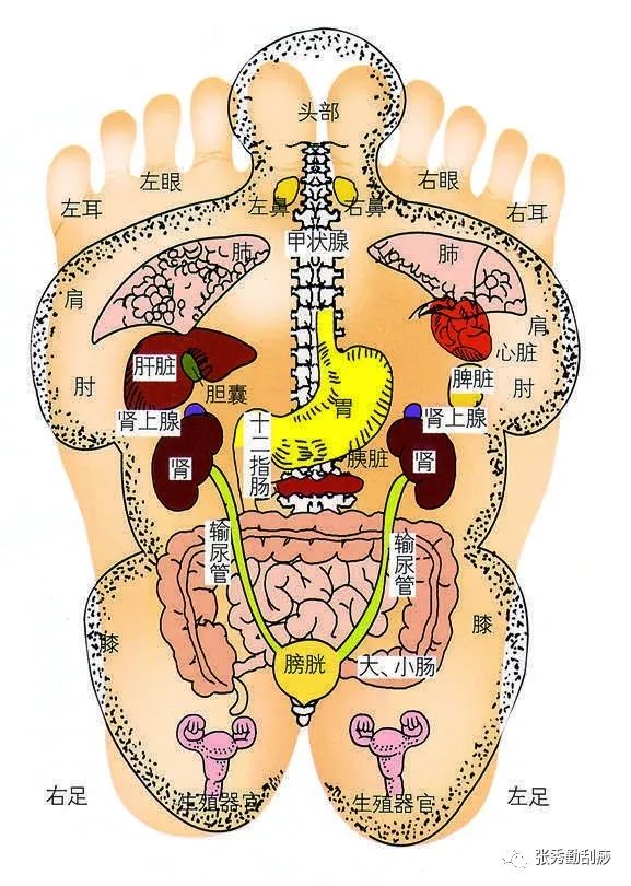 苏大强也知道刺激足底的好处,因为脚底有着我们全身脏腑器官的反射区