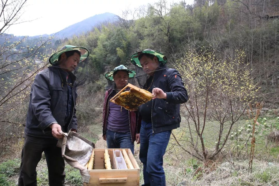 大山深处的90后养蜂人