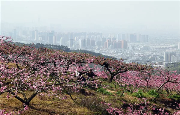 見證哥再送你一波龍泉驛醉美春景圖4月13日,桃花故里等你迎接世警會