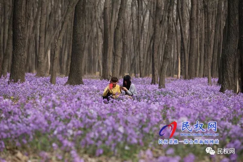 图说民权丨网红花海引游人