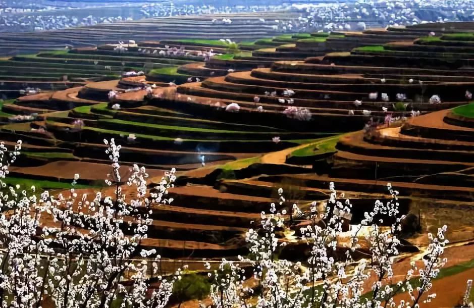 4月10日,第十五屆寧夏六盤山山花節將在彭陽隆重啟幕!