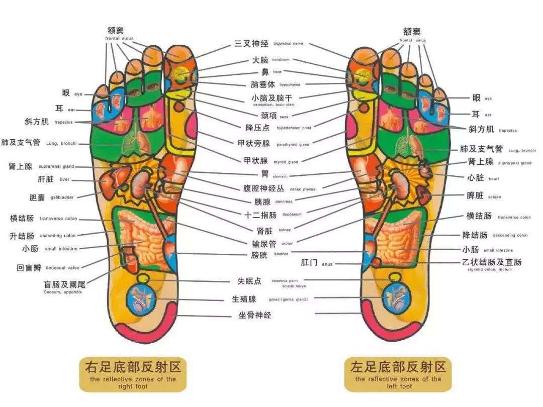 2分鐘腳底按摩排毒瘦身