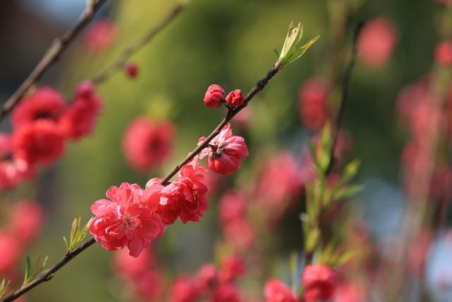 桃花是什么颜色 气味图片