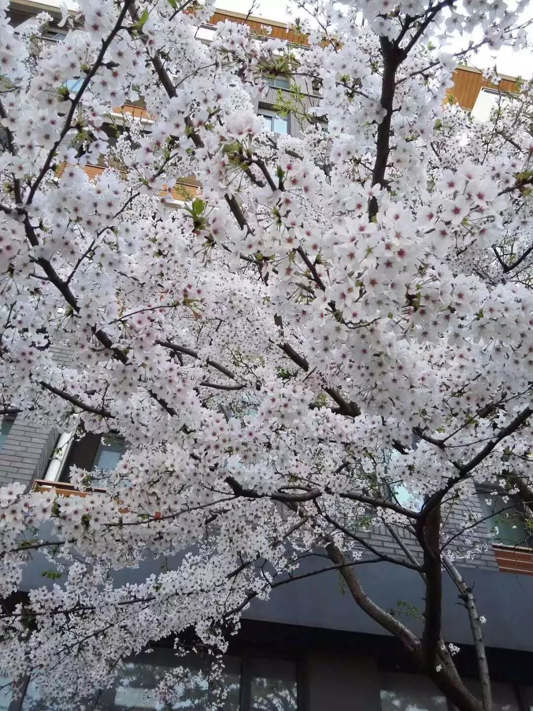 芙蓉湖公園芙蓉湖公園四季有花尤以櫻花作為公園的靈魂遍植櫻花700餘