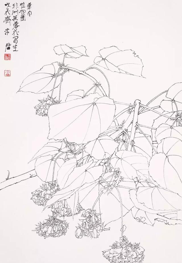 非洲芙蓉写生作品6 毛笔 生宣卡纸