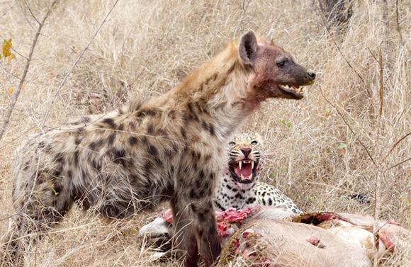 猎豹与鬣狗分食不料吃到一半猎豹怒了!只因鬣狗吃的太恶心!