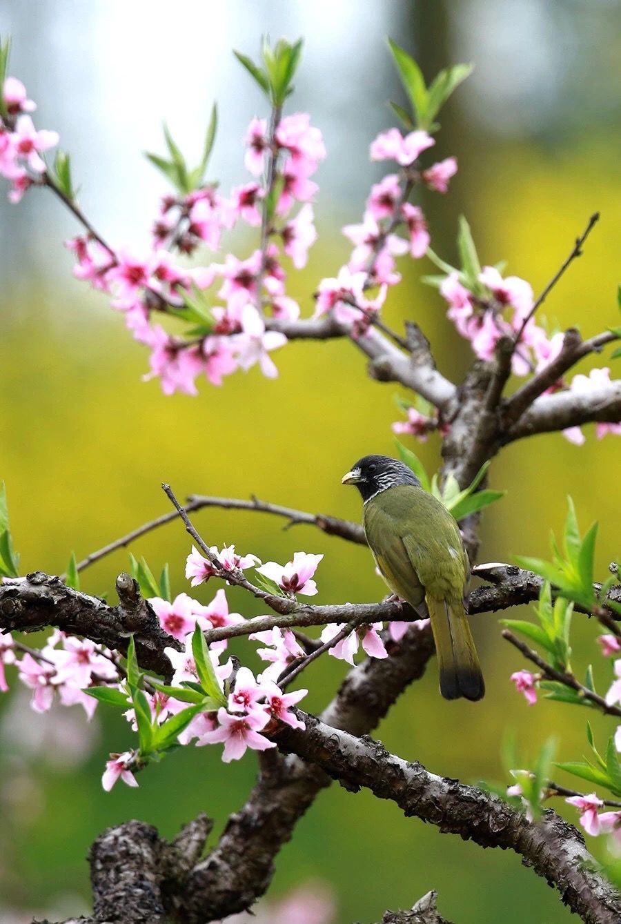 《林中有隻鳥在叫》林中有隻鳥在叫你說——那是在叫阿公阿婆割麥插禾