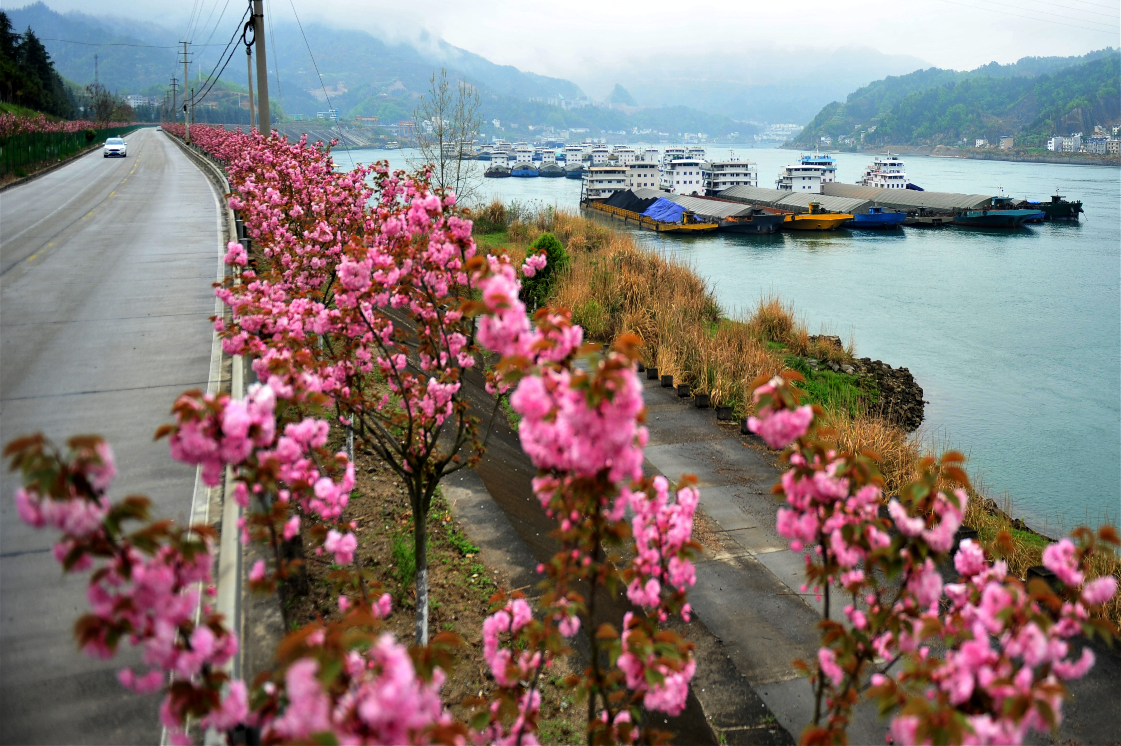 章镇张溪樱花图片