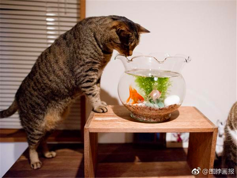 猫咪看了有反应的图片图片