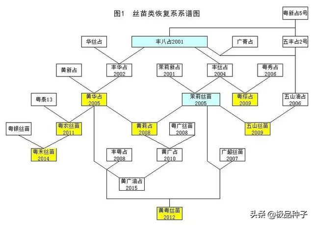 粵農絲苗,黃莉佔,粵禾絲苗,黃粵絲苗都是黃華佔的後代,五山絲苗與