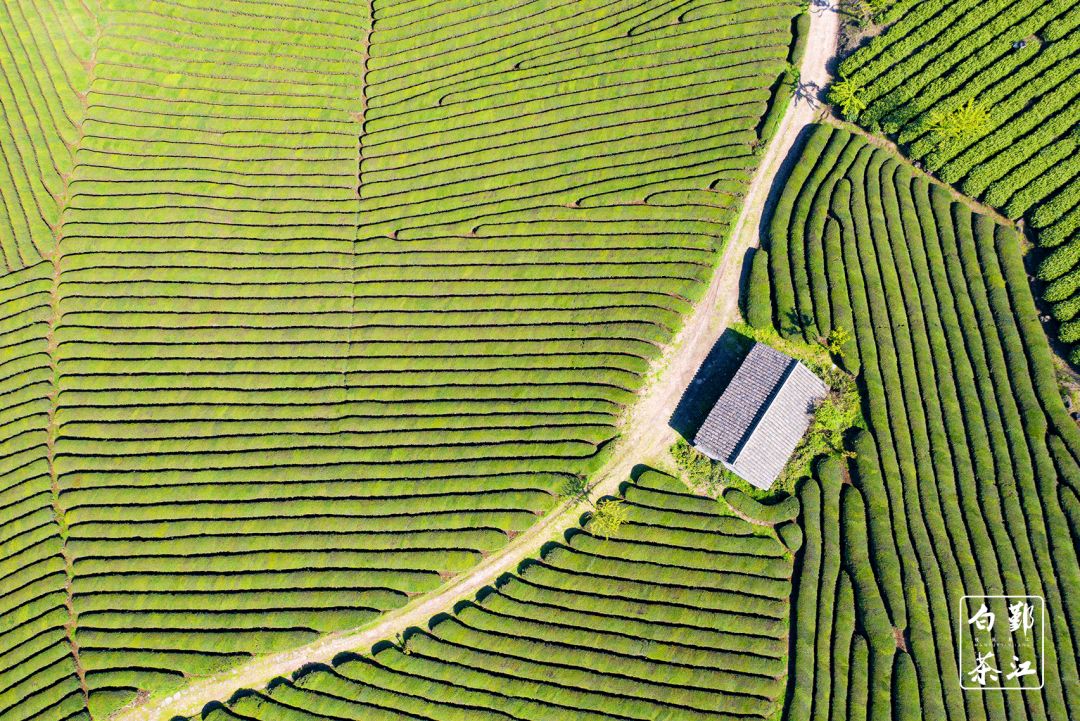 宁波市它山堰白茶图片