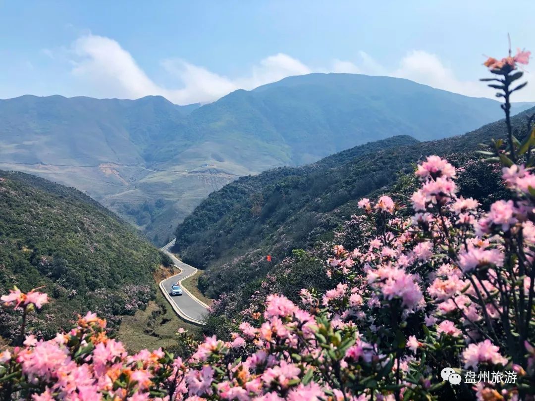 【盘州旅游】游线已备好,乌蒙花海等你来打卡!