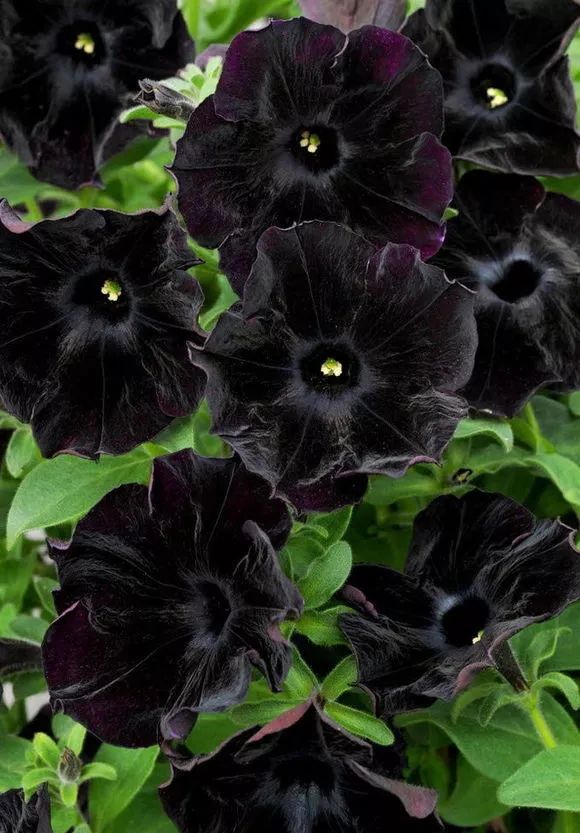低调神秘的黑色植物!