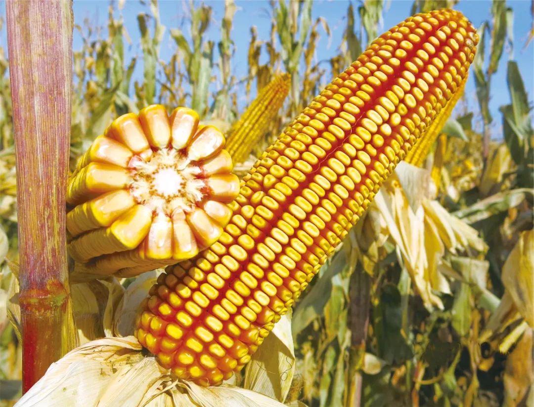 中国种子大会公布:富尔116玉米亩产98162公斤,名列榜首!