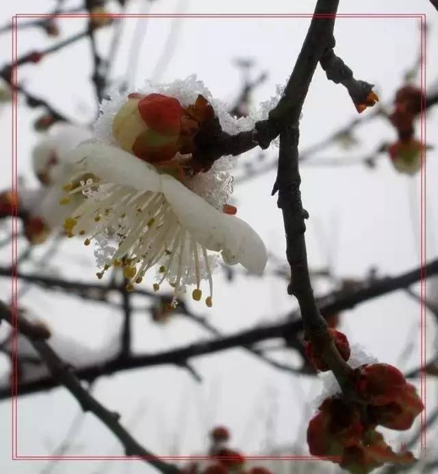 寒梅傲雪