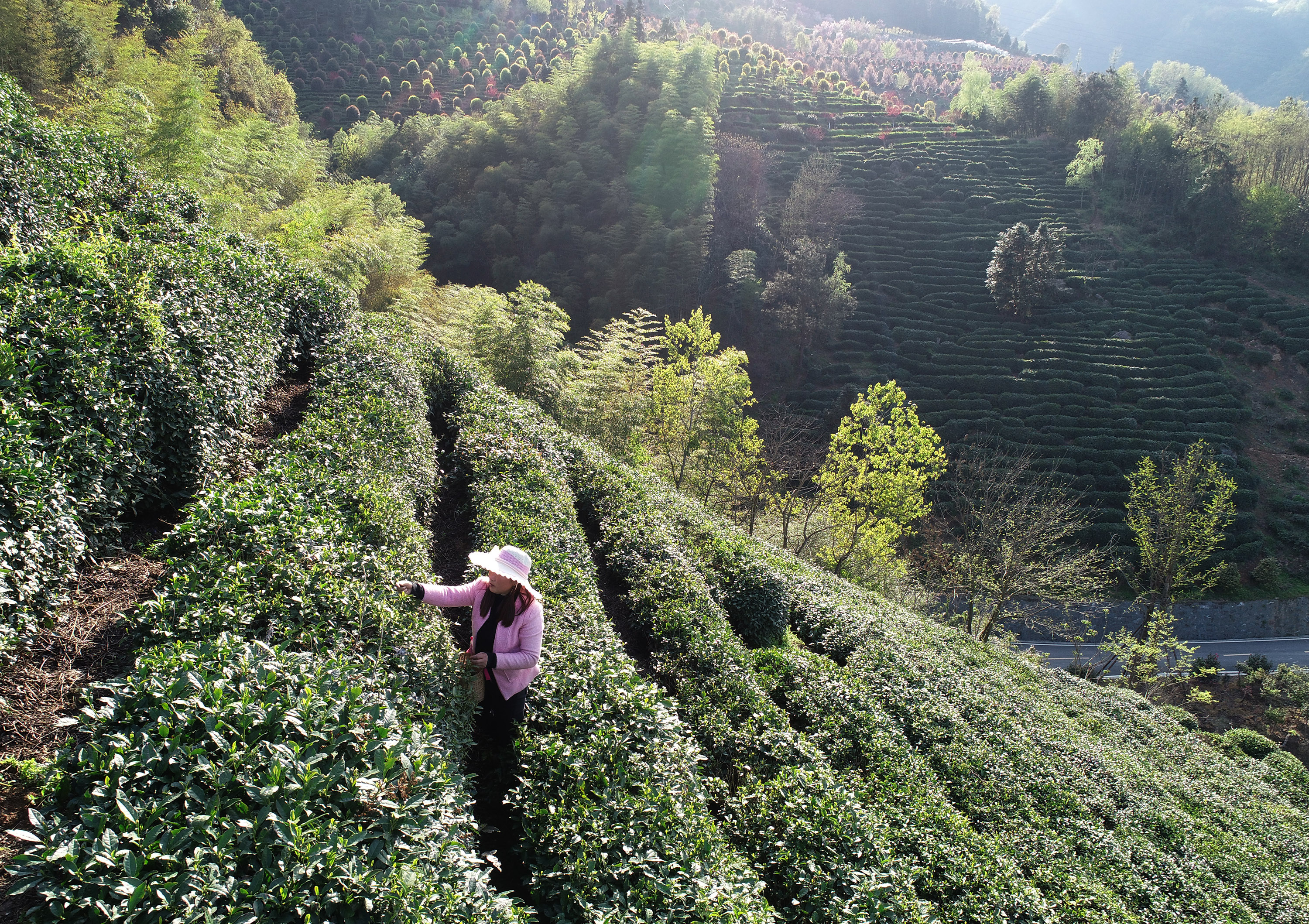 平利县长安镇洪福茶山图片