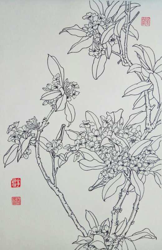 17,叶志军的钢笔画九百四十八——桂花(中性笔白描花卉习作)16,净的