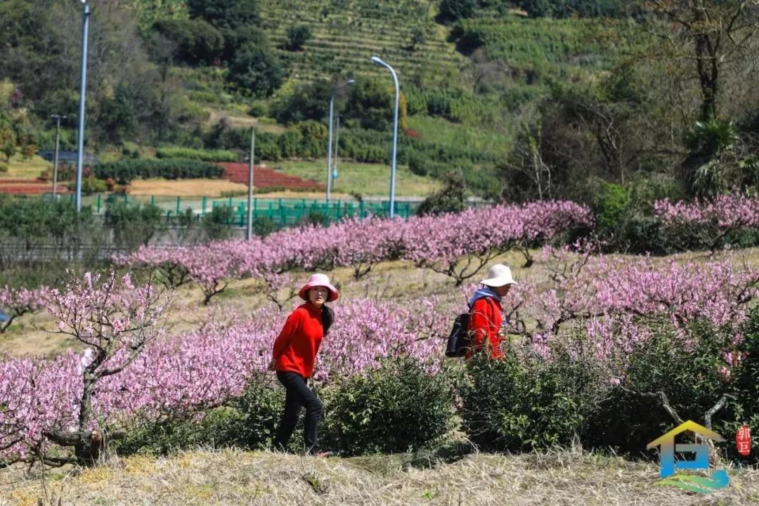 你好郭巨油菜花桃花盛开的地方古城老街