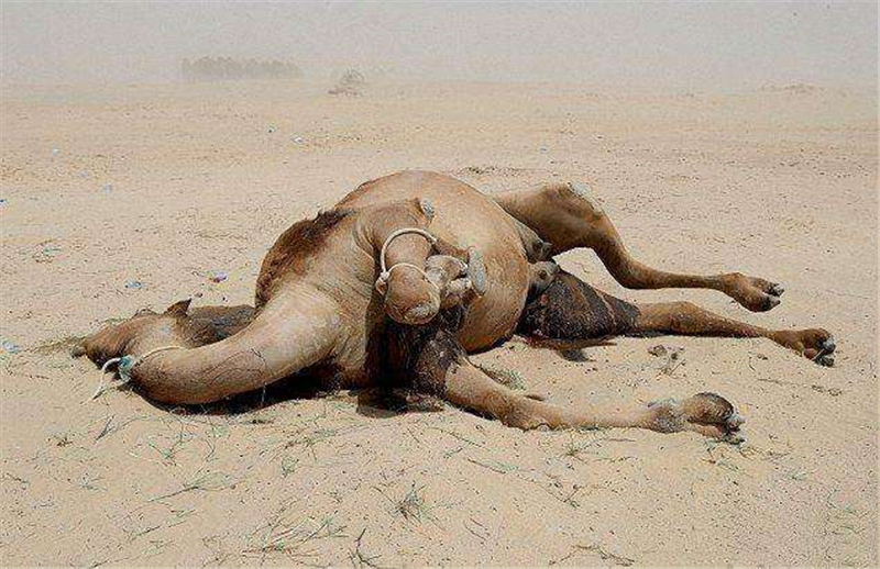 世界上最大的食人蛛,1小时能爬32里,分分钟吃掉一头骆驼是谣传