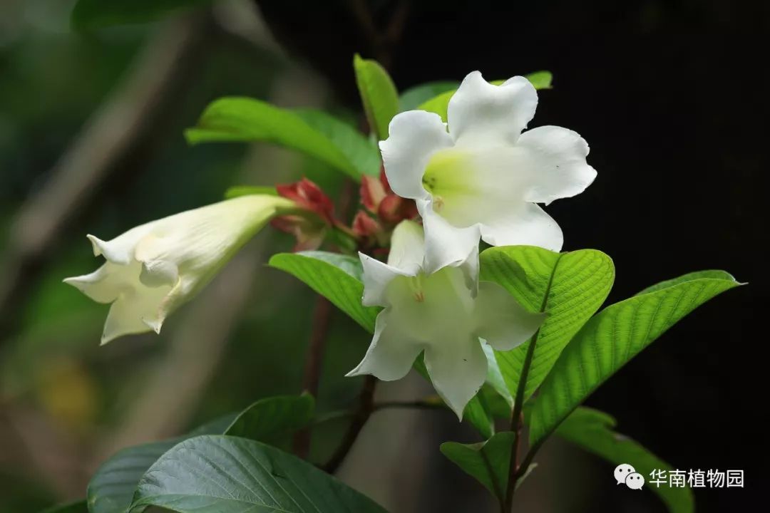 清明是一种乡愁清明花来化解乡愁