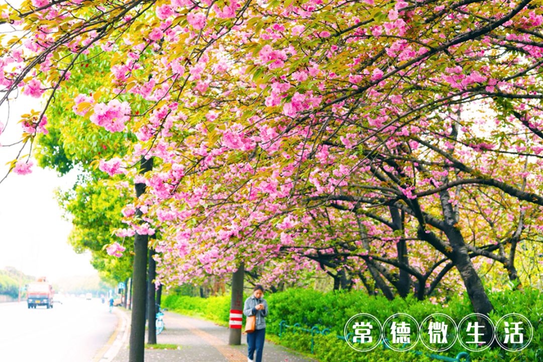 常德惊现樱花大道花好人少不要门票错过等一年