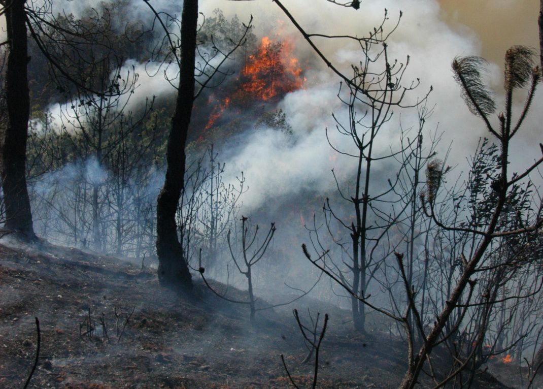 一名老兵镜头下的森林火灾去过火场就知道什么叫魔鬼地狱