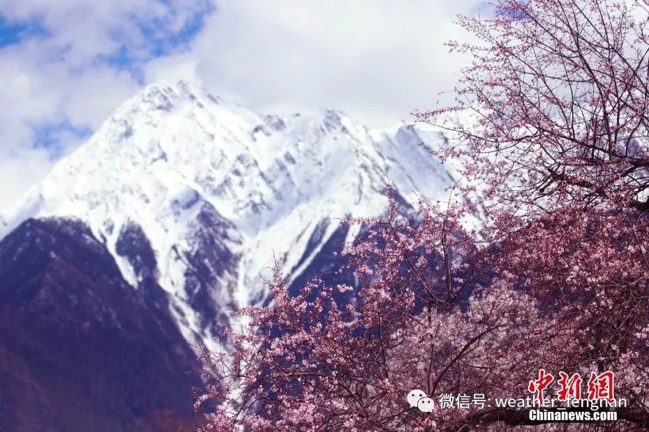 图为图为雪山下,桃花盛放.袁钰 摄