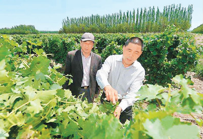 贺兰山葡萄酒陈启德图片