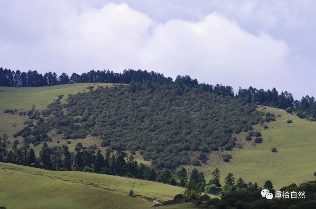 针叶林 高山栎灌丛 草甸景观圆穗蓼委陵菜属一把伞南星牛至翠雀属秋