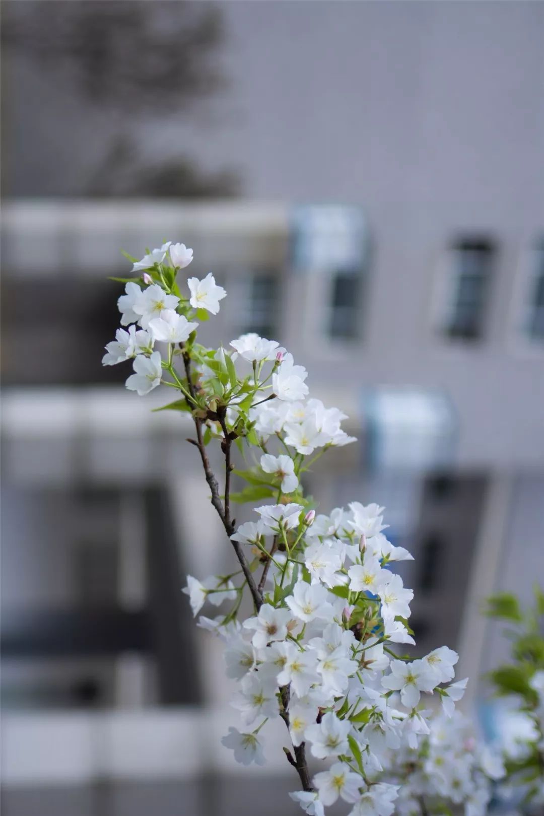 泗水濱朱熹春日且向花間留晚照為君持酒勸斜陽肯愛千金輕一笑浮生長恨