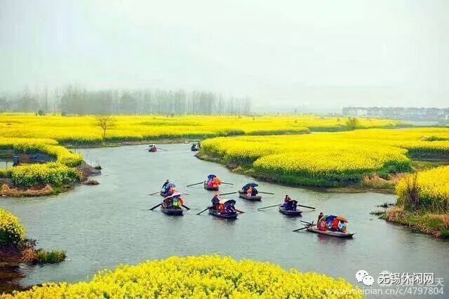 泛舟江蘇興化水上油菜花海活動須知