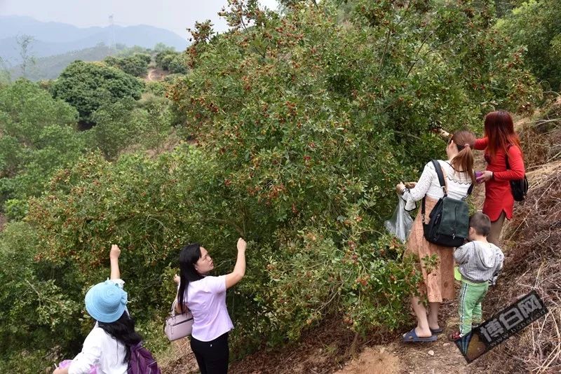 博白杨梅基地图片