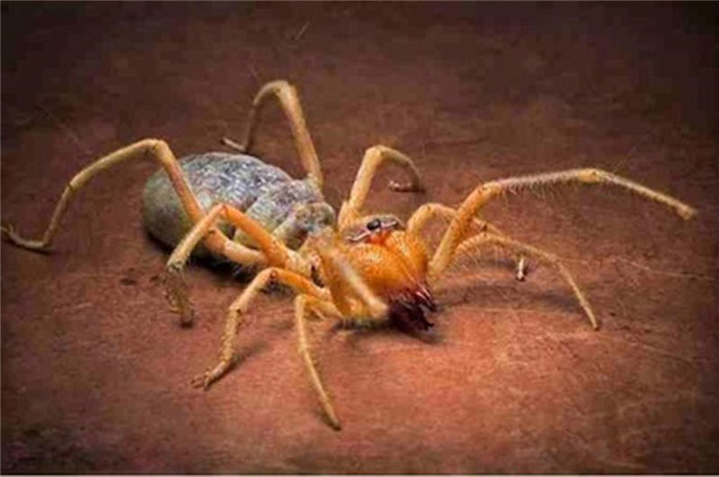 巨型蜘蛛吃人 最大图片