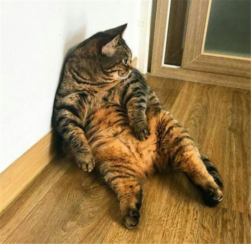 中国第一胖猫图片