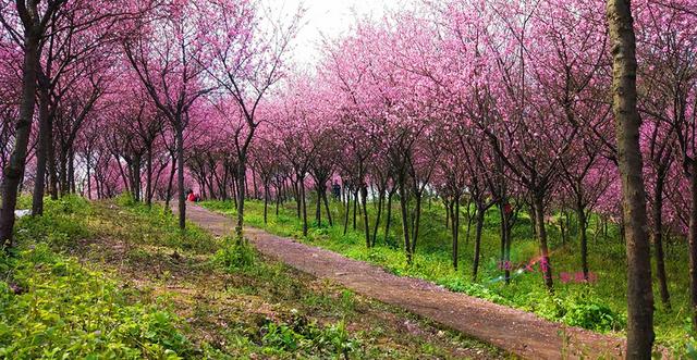 康庄看花图片