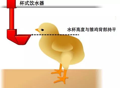 蛋雏鸡1日龄乳头饮水问题分析:直接乳头饮水需要有五大前提