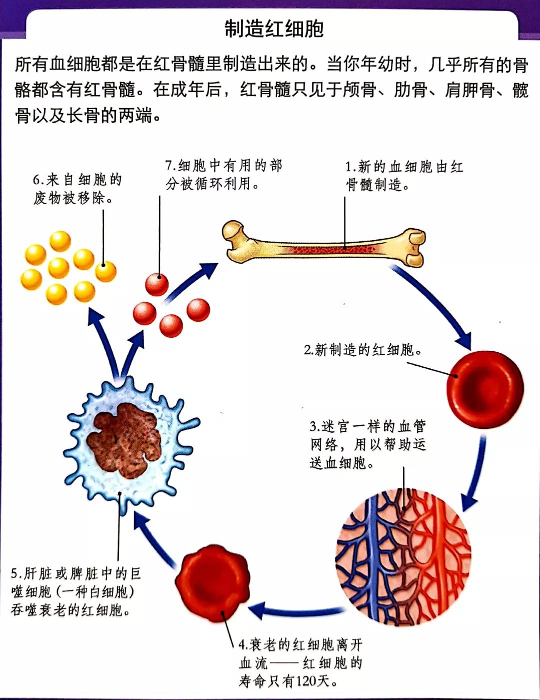 血细胞的生成过程图解图片